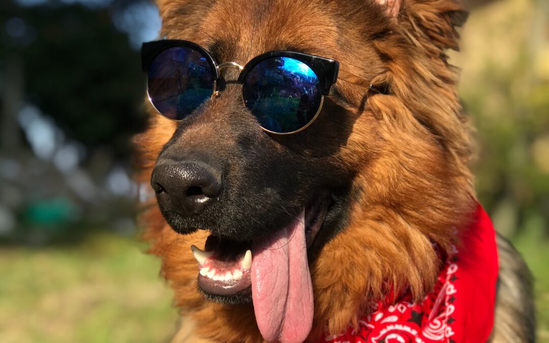 Attention au soleil et à la chaleur